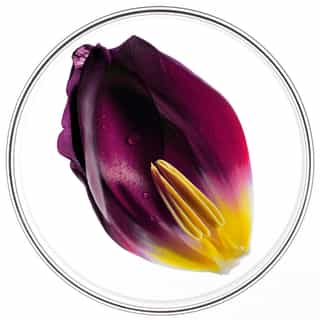 PHYTOCYANE Densifying Hair Serum For Women